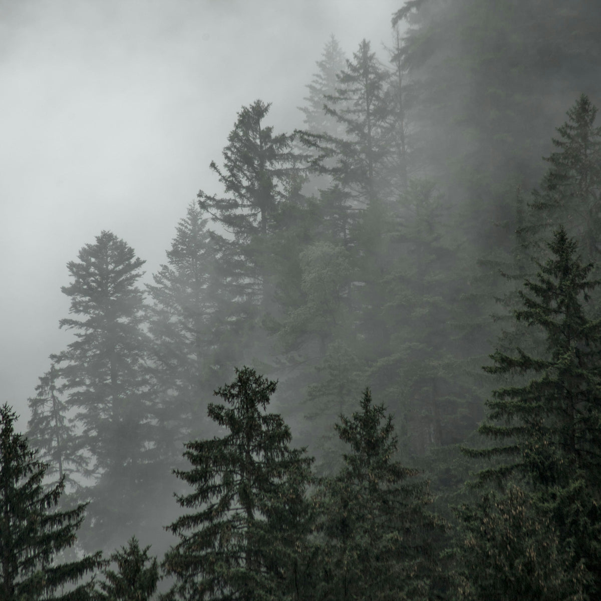 Pine trees in morning fog